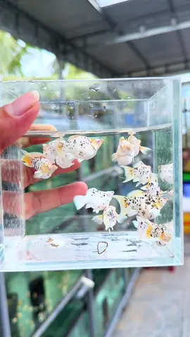 Molly bò 🐄 red eys #duoc_molly #mollyfish #thailand 