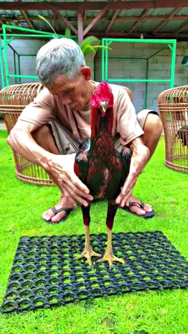 SPECIAL BAHAN LONG RUN 🐎 PAMA SAENKHON X PAMA INTER #oscardfarmjogja 