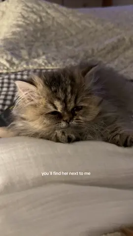 Nouvelle arrivée dans la famille : Moka ☕️🤎 ma petite boulette #cat #catlover #cattok 