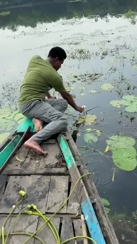 তুমি সুতোই বেধেছো শাপলার ফুল#bangladesh🇧🇩 #tangail_bd