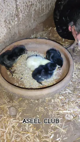 #creatorsearchinsights #Maashallah🥰 #Homebreed #lakhaline #Aseelclub 