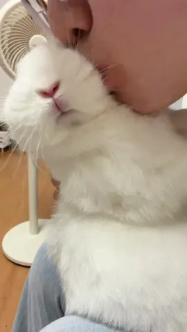 I want you to send some memes that best match the situation in the video #fyp #cute #viral #rabbit #PetsOfTikTok 