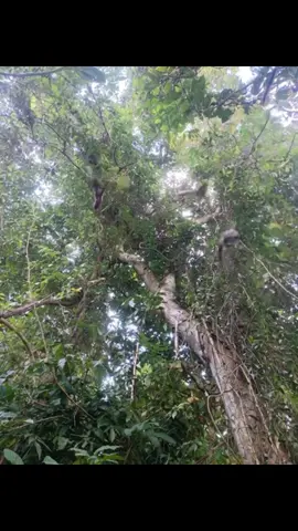 #duet cùng @อมรินทร์ แสงเฮ่อ #พญากระรอก 