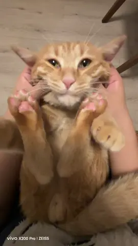 My Cat ASMR #cat #trending #asmr 