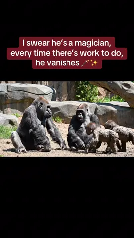 POV: Every mum knows this trick. 🦍 Funny gorilla parenting moment: the kids walk in covered in mud… and dad pulls his classic disappearing act. 😂 (Video made with AI assistance) #Gorilla #MomTok #DadTok #ParentTok #ParentingHumor #FamilyTok #AnimalHumor #RelatableHumor #ZooLife #ComedyTok #marriagehumor 