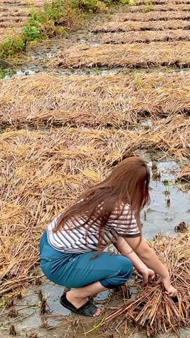 यस्तो छ धान को हालत के को खेति गर्नु#😰😰😰😰😰😰😰🙏🙏🙏😭 @sushila Bhandari @भरत प्रसाद भण्डारी @मिथिला भण्डारी घिमिर @😍pramila bhandari 😍dahal @Kaushila Bhandari Ad @sarmila bhandari 