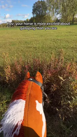 Samotne tereny czy w grupie? #hobbyhorse #hobbyhorses #horse #końnakiju 