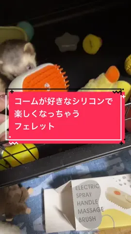 #フェレット #フェレットのいる暮らし #フェレット好きと繋がりたい #名前はたぬき 