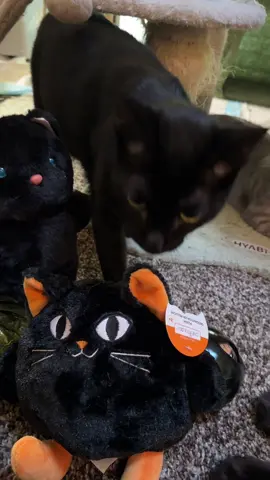 🎃 The WujiKitty crew is getting into the Halloween spirit! From curious sniffing to spooky silliness, our rescue cats are exploring pumpkins, decorations, and all the mysterious new things that come with the season. Each one has their own way of celebrating — some are brave, some are cautious, and some are just here for the treats! 🐾👻 Wishing you all a safe, happy, and treat-filled Halloween from our big rescue cat family! 💕 #WujiKitty #itshalloweentime #RescueCats #CatCrew #SpookySeasonj