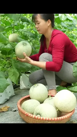 #bushcraft #harvesting #gardening #farmlife #farm #fruitsbasket