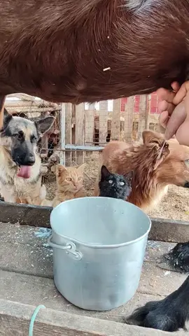 In the rest of the video, the black cat is being given milk, but it's not visible because it's a short video. I love my cats so much ❤️