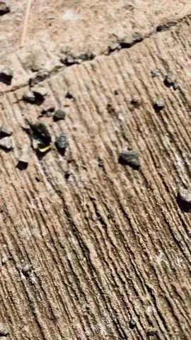 sess moakk 😍#surex #ransexhaust #crfberkahsembako #supermotoherex 