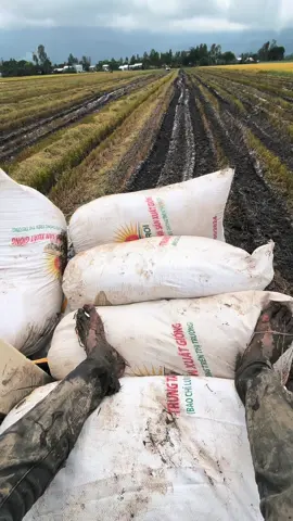 Mở bát đồng nhà #67angiang #105xขอนแก่นทีมงานหนุ่มรถเร่ #aemaycat 