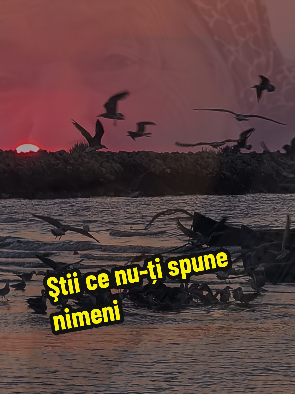 Ştii ce nu-ți spune nimeni!#navodariconstanta🇹🇷🇷🇴♥️ #creatorsearchinsights #fylpシviral🖤tiktok 
