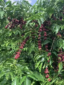 hơn cả cây mít 🤣 