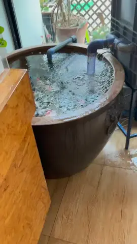 They‘re always happy to see me. #koi #koifish #fyp #satisfying #feeding 