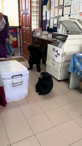 Cikgu, saya dah tolong photostat kertas. Mana upah saya ya 😆😆😆#siamang 