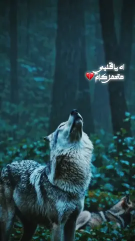 #محمد_اليمني #السيره_الهلاليه #ابوزيدالهلالي #اكسبلورexplore #الصعيد 