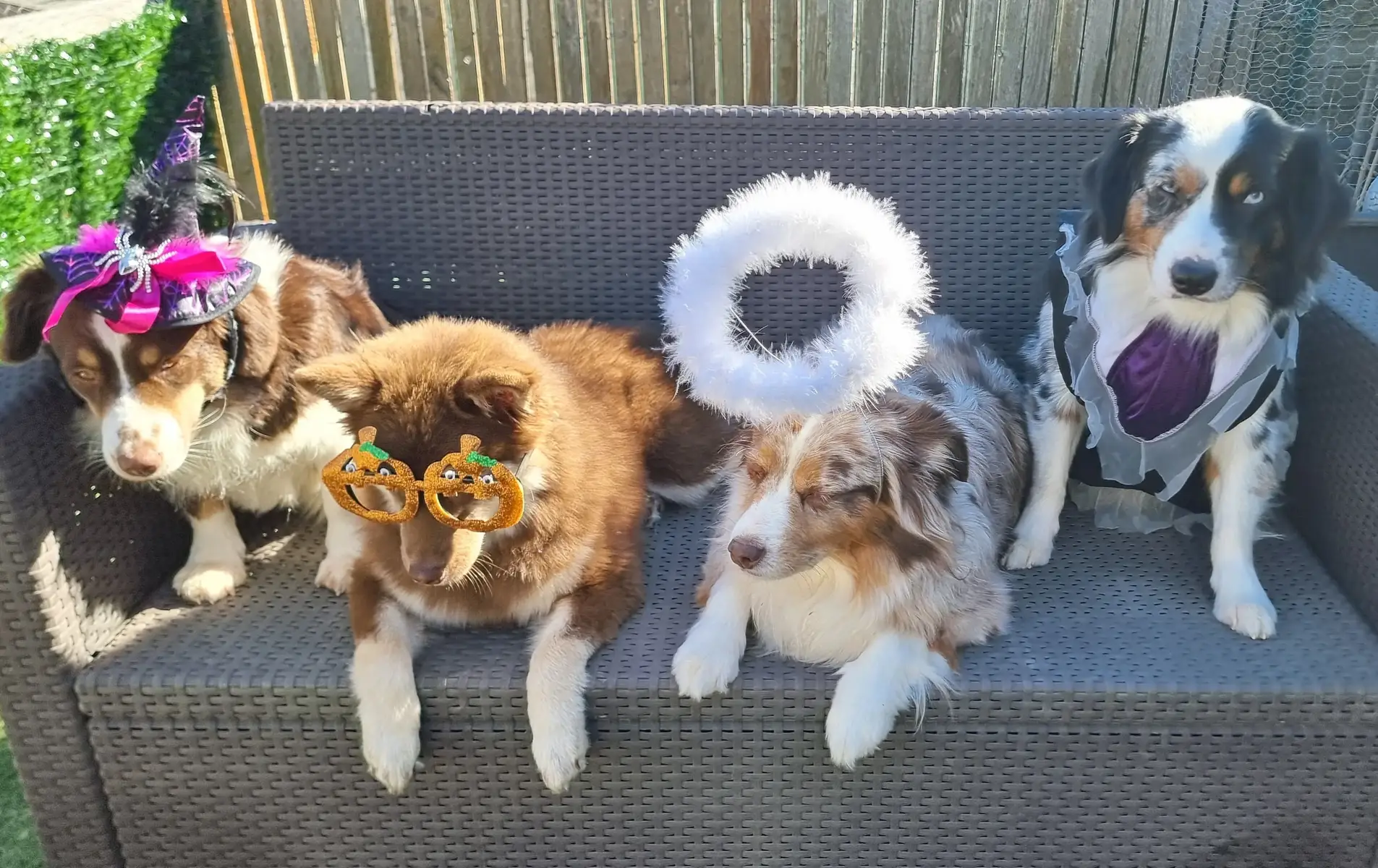 #WOLFINTHEVALLEY  #pomskypuppy #halloween #halloween2025 #bergeramericainminiature 