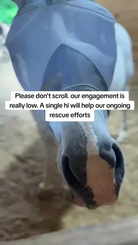Every kind comment would mean a world to me #horses #shelter #sanctuary #animalsoftiktok #horselovers
