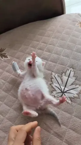 cute 🥰 #cats #cat #cute #fyp 