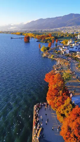 🍁Thu về Đại Lý như lạc vào chốn bồng lai tiên cảnh. Rừng thủy sam ven hồ Nhĩ Hải lặng lẽ chuyển màu tựa như bức tranh sơn dầu trên nền trời xanh biếc. Bến tàu Long Khảm vào tháng 11 đẹp như mê hồn nhất là vào sáng sớm với từng đàn hải âu tung cánh. Tháng tới, Đại Lý sẽ trở nên đẹp ngỡ ngàng!