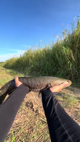 gacor kawan  #castingfishing🎣 #mancinggabus #gabusbabon #strike #gacorrr🔥 