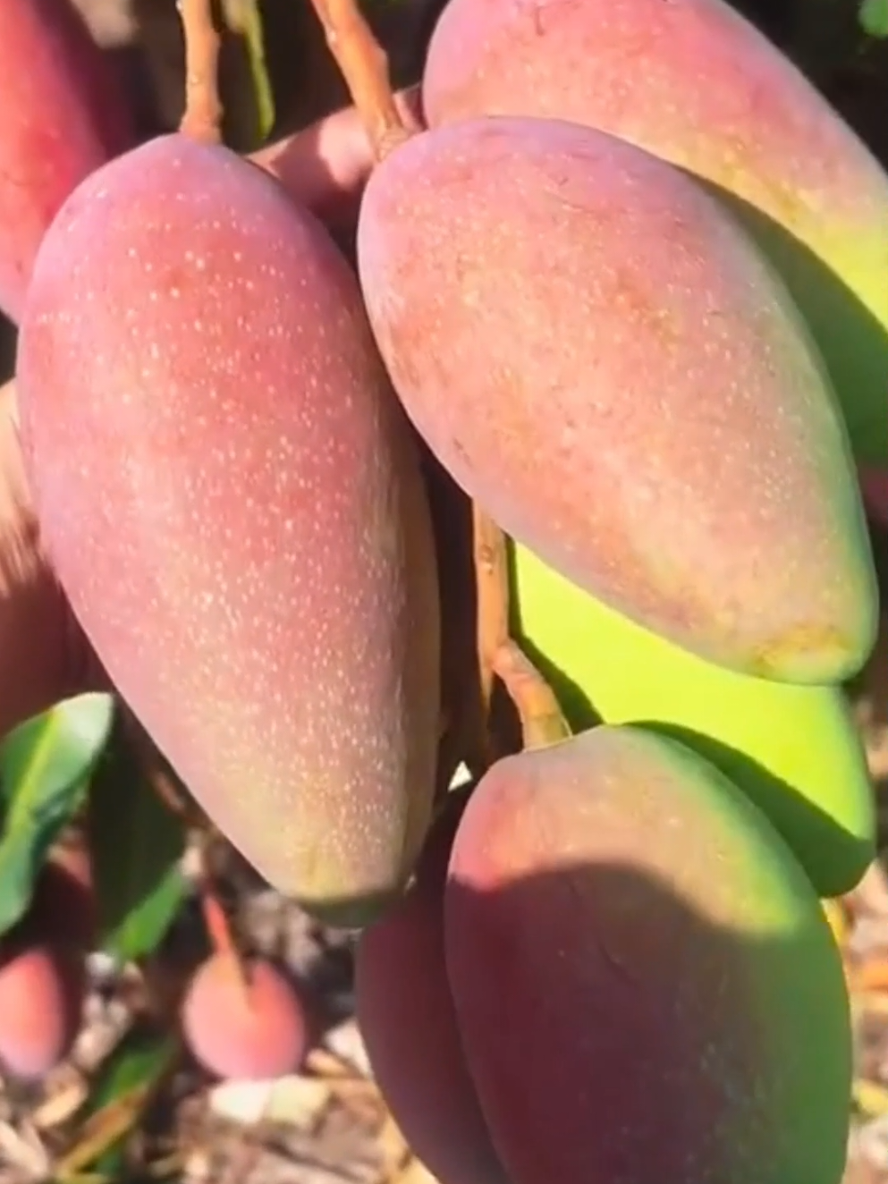 Membalas kepada @lululalalat #baja #bajabuah #bajamangga #buahmangga #subur 