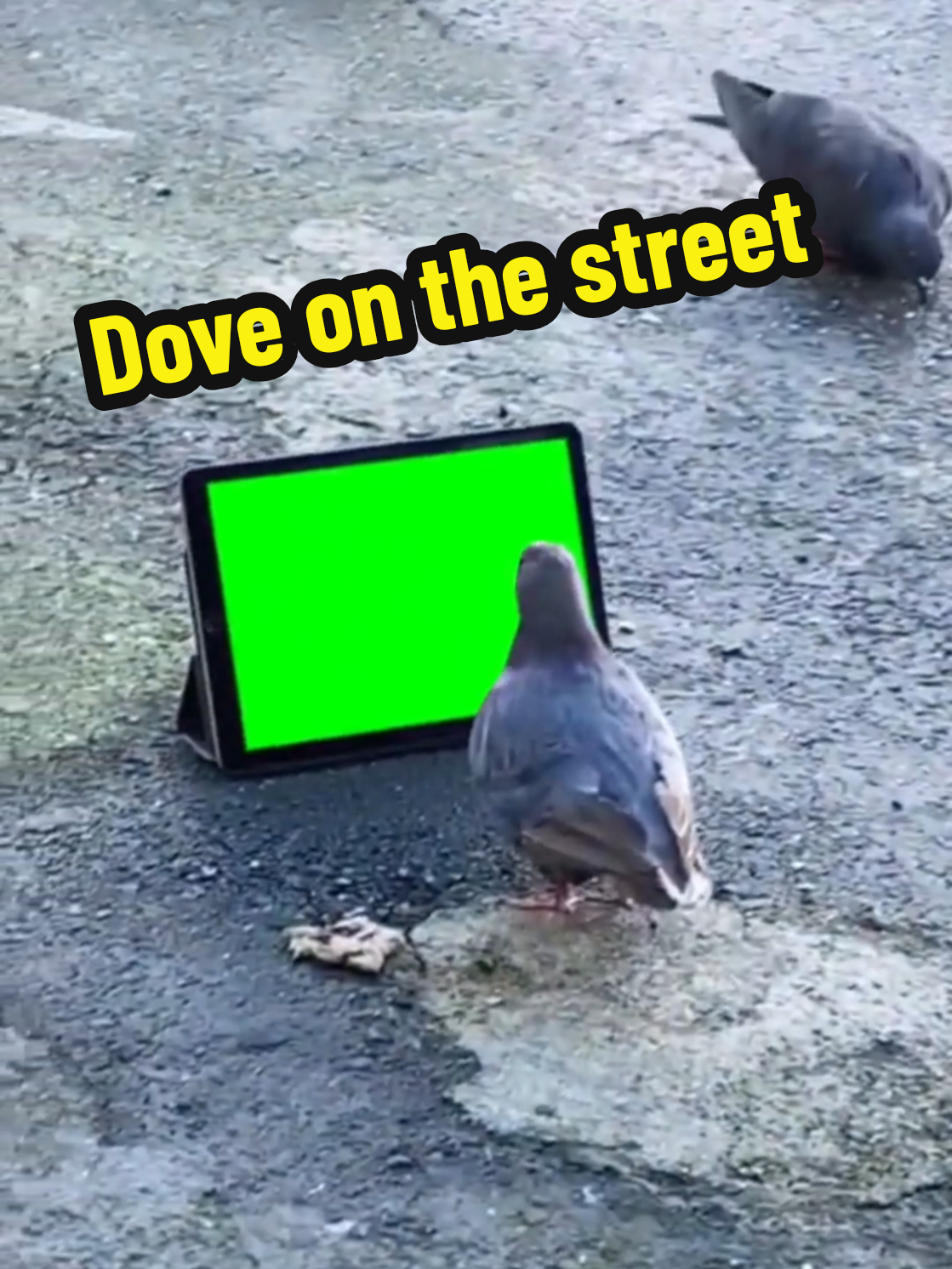 Dove on the street #greenscreenvideo #foryoupage #greenscreen #pfy #dove 