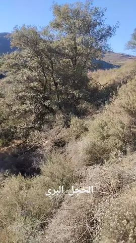 #🇩🇿صيدالحجل #البري 