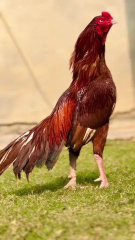 #creatorsearchinsights MASHALLAH ❤️ zehrela ☠️#foryou #foryoupage #aseellover #pfy 