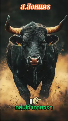 สิงหนคร 1 พ.ย  #สิงหนคร #วัว