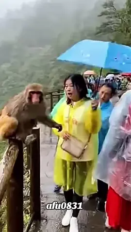 #粉丝一千万 #animals #funny #foryou #fyp 