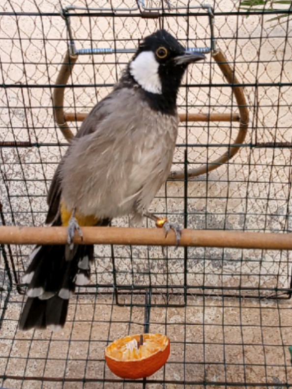 بلبل عراقي  #بلابل_العراق_الحبيب  #بلابل_ديالى_العراق  #بلبل_عراقي_ابيض_الخدين  #اكسبلورexplore  #بلابل_العراقيه 