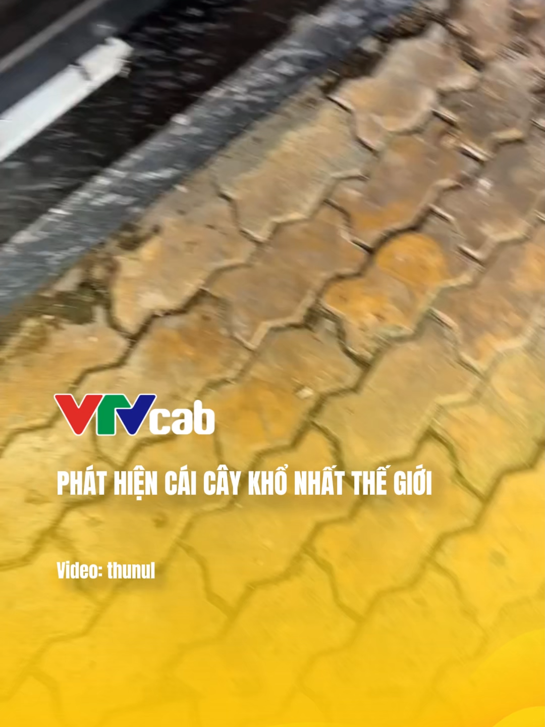 #vtvcab #vtvcabgiaitri #tiktokgiaitri