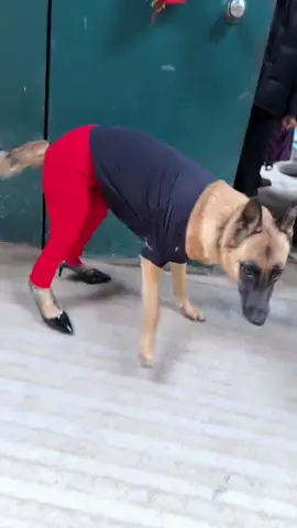 #pet #fpy #mypet #dog #funnyvideos 