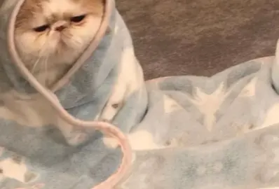 😂😭#soomaalitiktok #fouryoupage #capcut #fyp follow iso dheh 😭😂