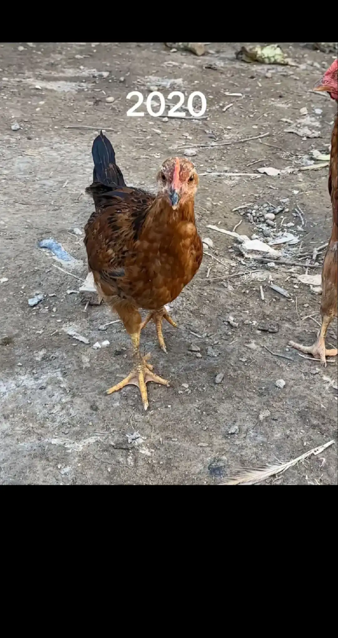 #حرامات #ركض #بيه #العمر #دجاجاتي🐔🐓🐔🐓🐔🐓🐔🐔🐓 