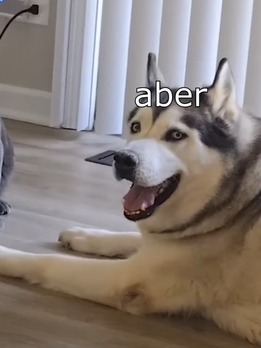 Die Dawgs lügen #wenntieresprechenkönnten #lustig #witzig #funny #animals 