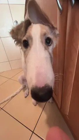 wstała gwiazda tiktoka #borzoi #borzoipuppy #russiangreyhound #letmedoitforyou 