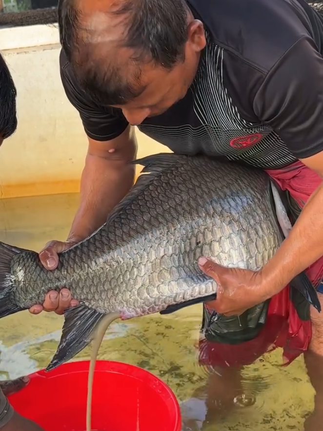 catol fish breeding #viral #foryou #video #🐠🐠🐠🐠🐠 
