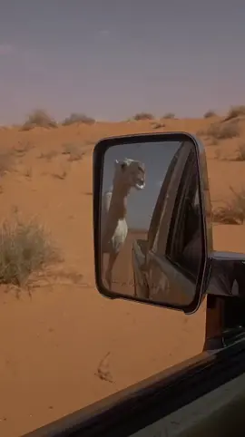 #الابل_عطايا_الله_عشاق_البداوة_🐪😍 