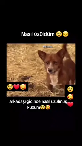 #pypシ  #hayvansevgisi  #hayırlıcumalar #hayirlicumalar #ALLAH 