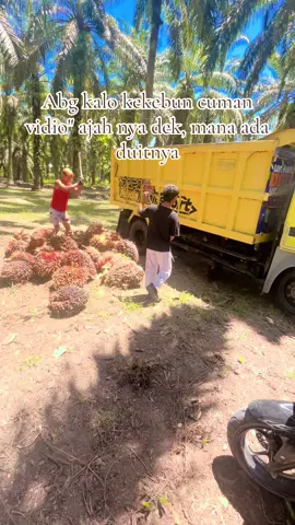 #cantermaniaindonesia #vidioviraltiktok #sawit#petaniindonesia🇮🇩🇮🇩🇮🇩🌿🌿 
