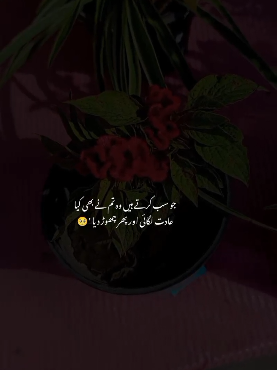 😶‍🌫️🤍 | #500kfollower #growaccount #500kviews #oyestupid804 #fypシ 