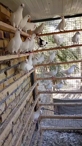 #بيع_وشراء_الطيور 