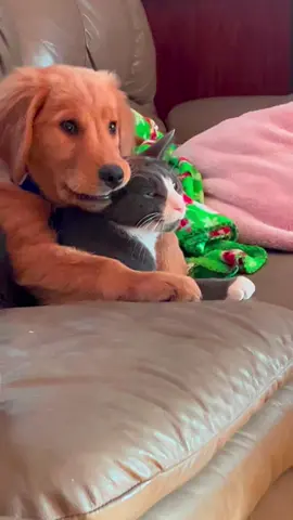 Dog and cat friendship lasts forever 💕#dog #Love #cat #fyp #tiktok