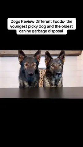 Dogs Review Different Foods- the youngest picky dog and the oldest canine garbage disposal  #dogs #dog #fyp #trending 