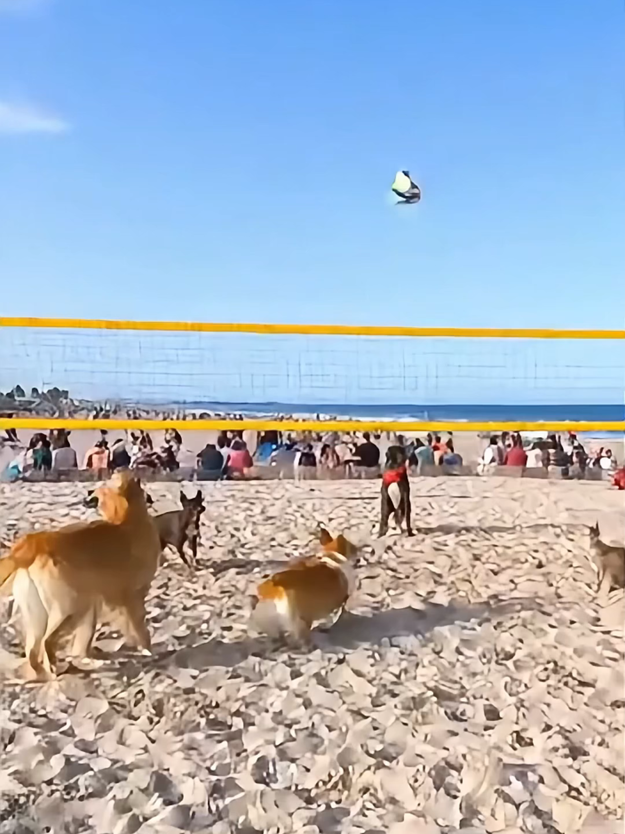 太离谱！猫狗打排球居然这么专业，全场掌声不断 #猫狗大战 #动物运动会 #沙滩排球 #萌宠竞技