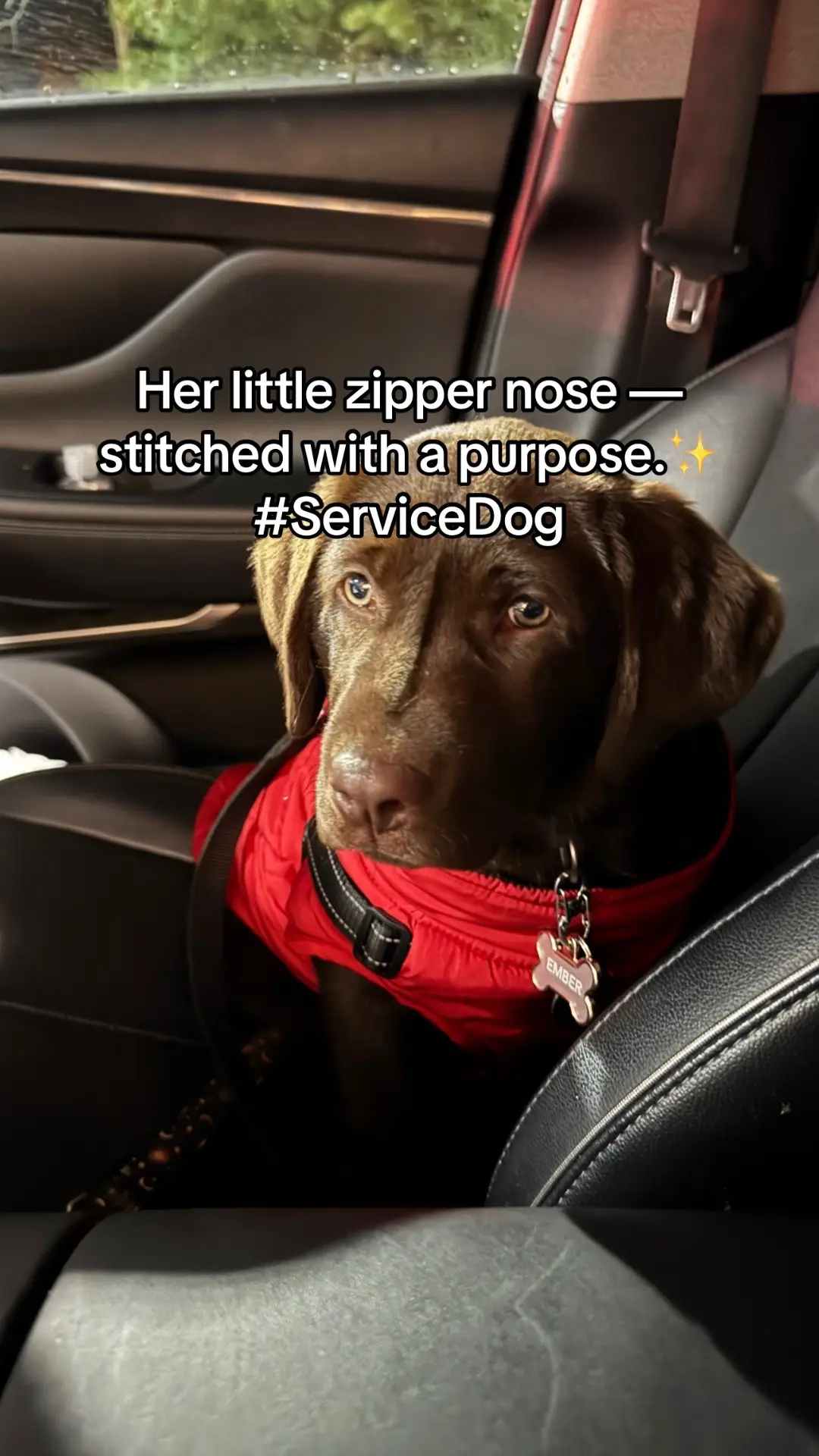 When even her fur has a story… this little streak says ‘I’m one of a kind.’ 💫 #ZipperNose, #UniqueMark #C#ChocolateLabPuppy#FurBabyDetail
